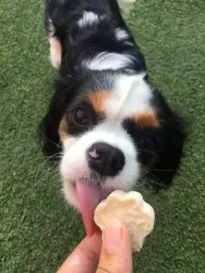 dog eating treat