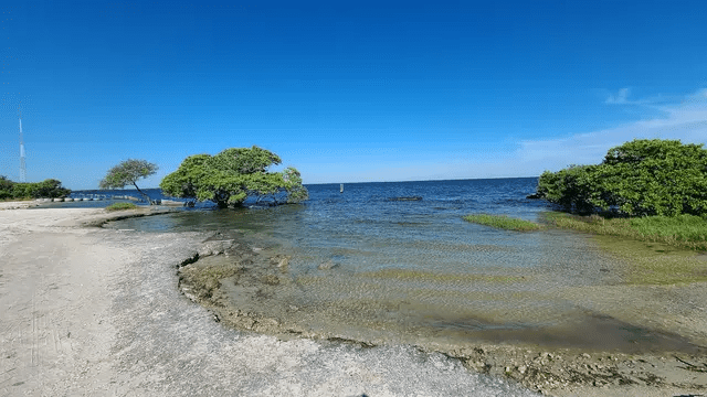 Gandy Beach Mangroves