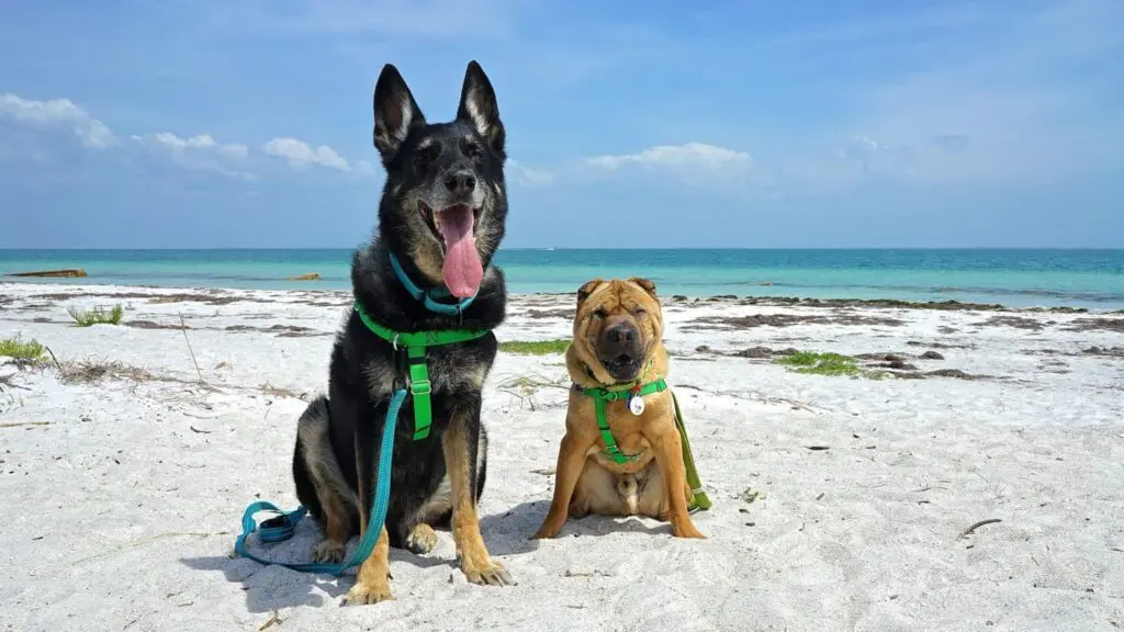 Best Dog Beaches in Pinellas County