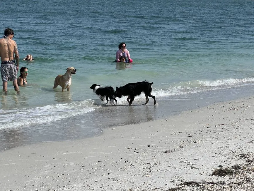 Pass-a-Grille Dog Beach