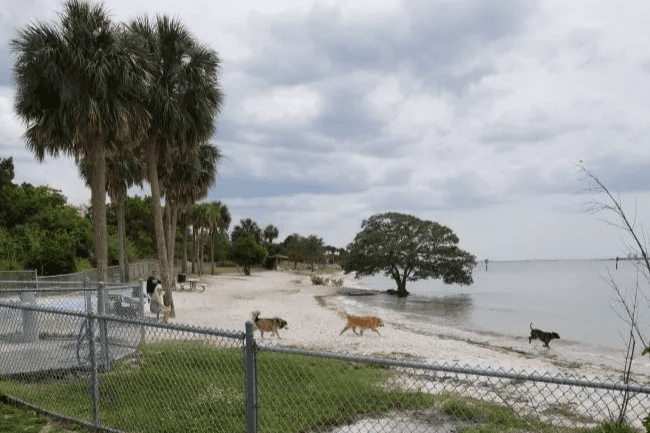 Picnic Island Beach Dog Park