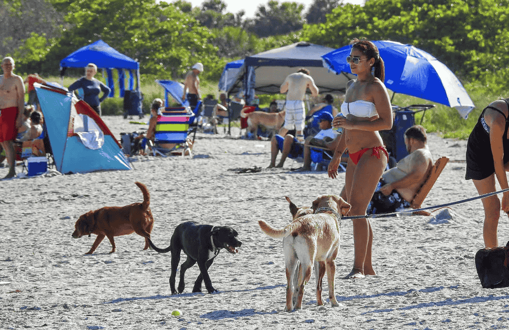 Dog beach