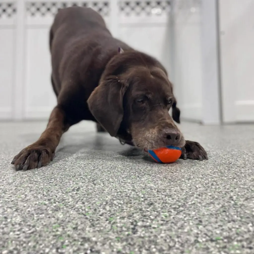 Old Chocolate Labrador 