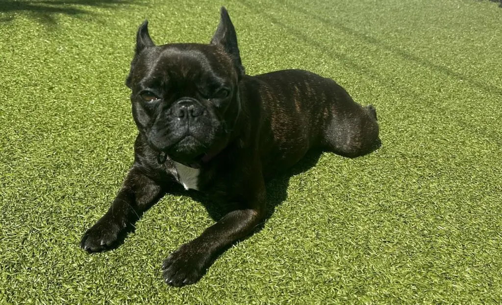 Frenchie Terrier.