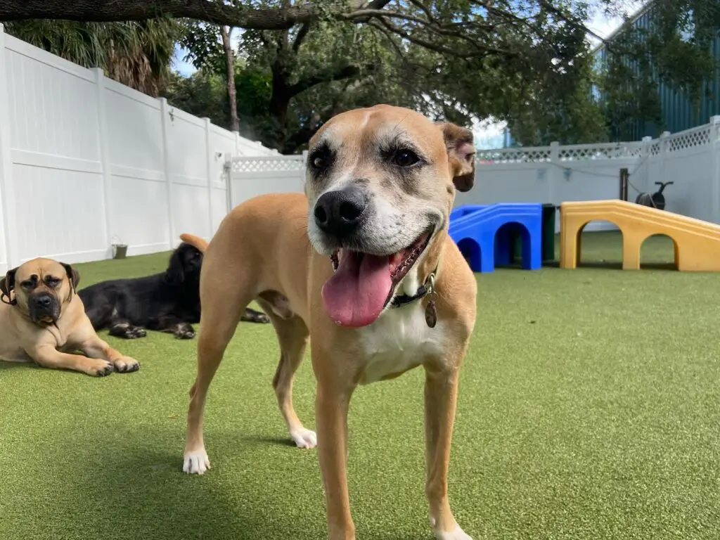 Happy, playful dog at Paws 'N' Rec.