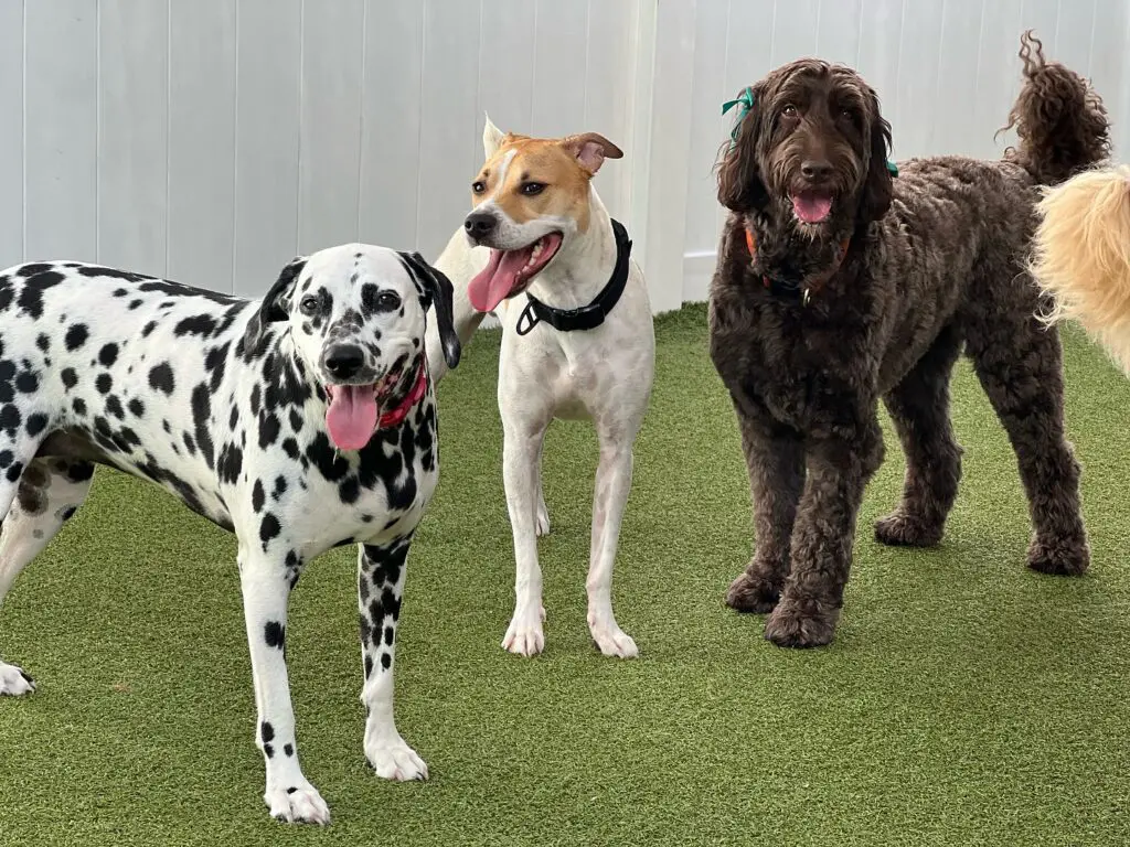 Three dogs standing on artificial grass in a fenced yard.