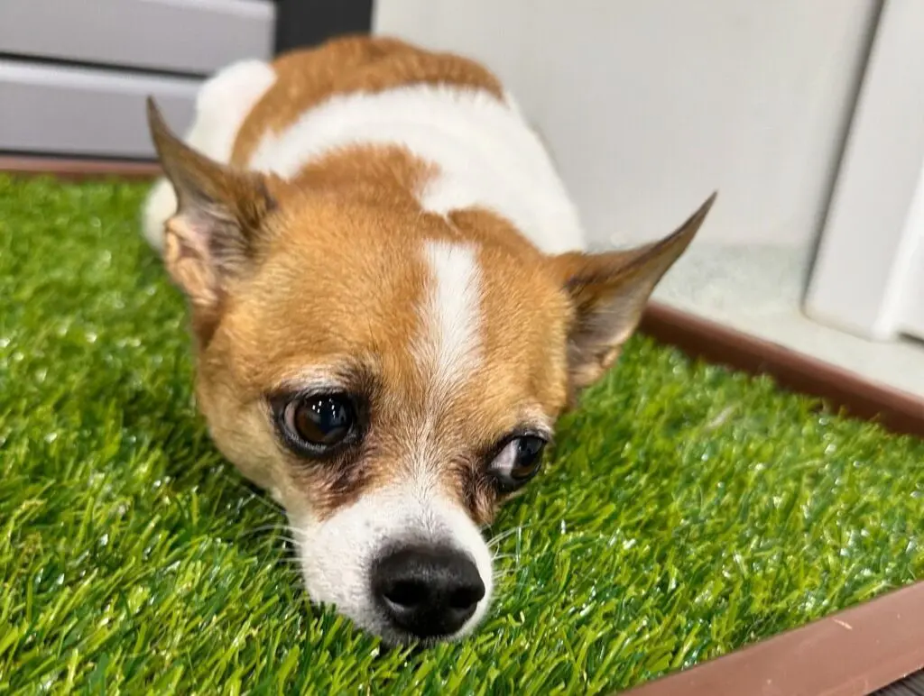 chihuahua on artificial turf. 