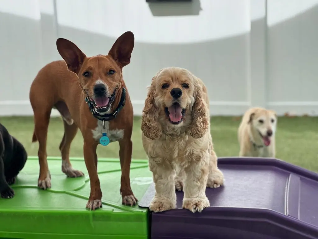 Two dogs standing on indoor play platforms, with a third dog in the background.