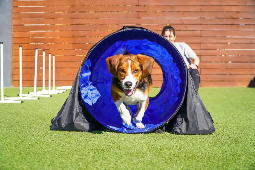 Dog involved in active training at Paws 'N' Rec.