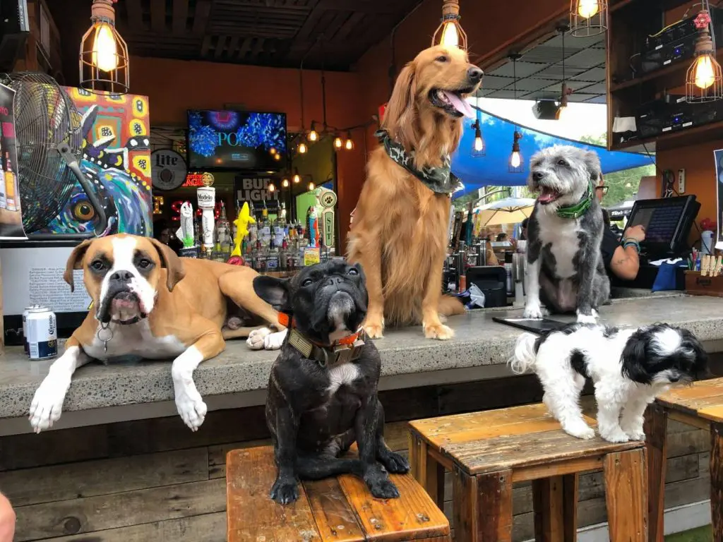 dog friendly restaurants in St. Pete, Florida