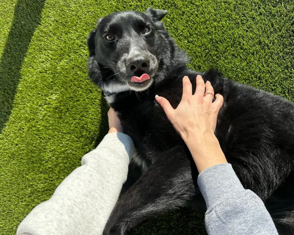 Happy pup