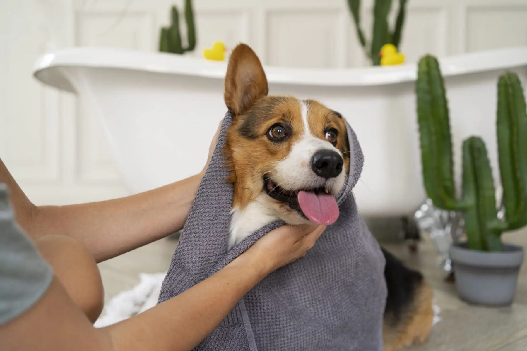 Happy dog during dog grooming services