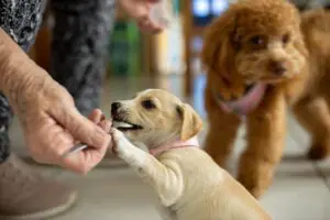 Can you board a puppy?