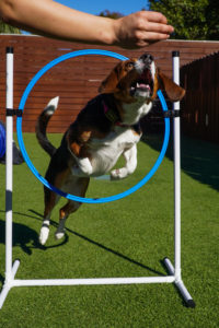 dog jumping through hoop