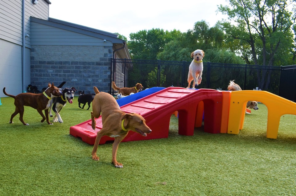 dogs playing together