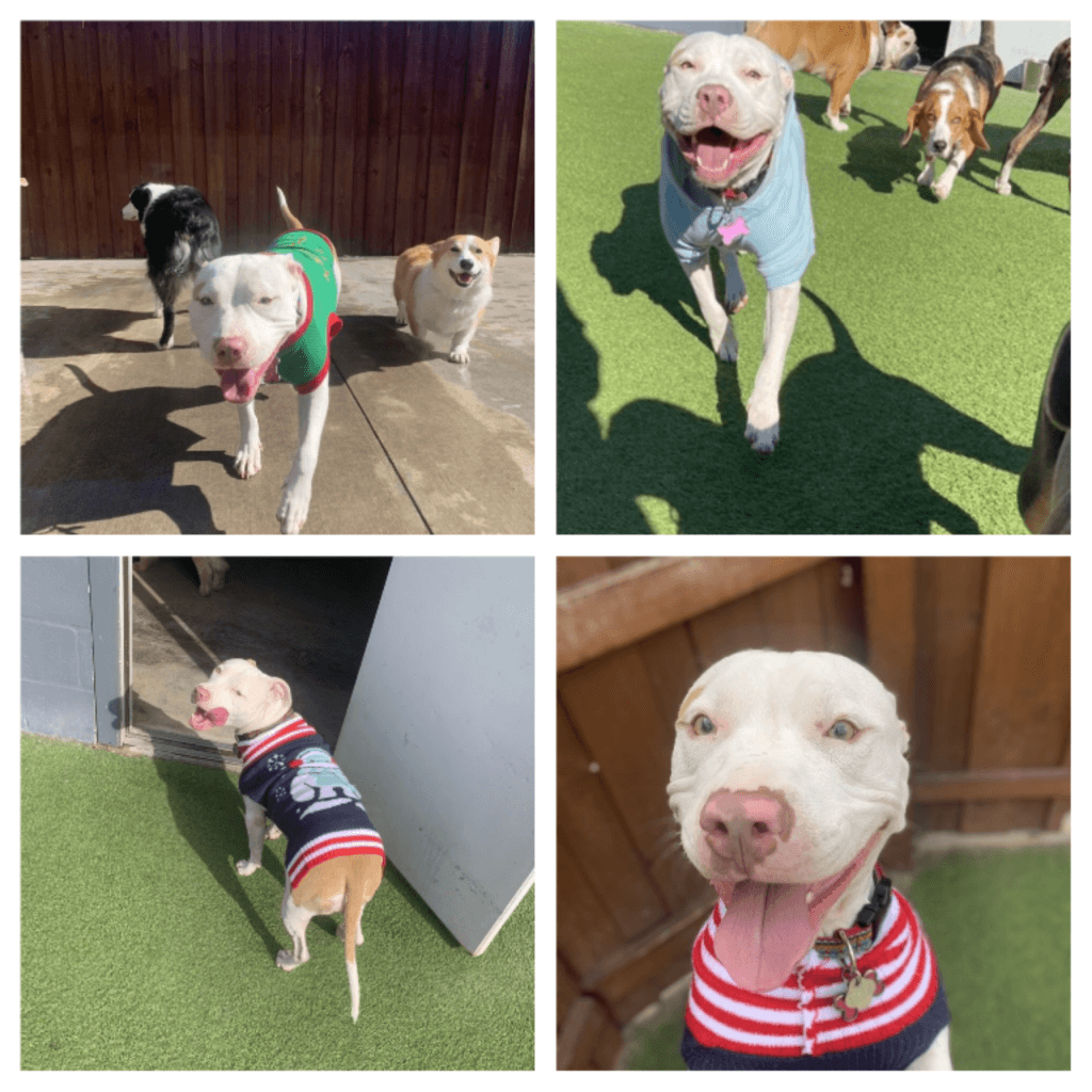 collage of photos of dogs wearing sweaters