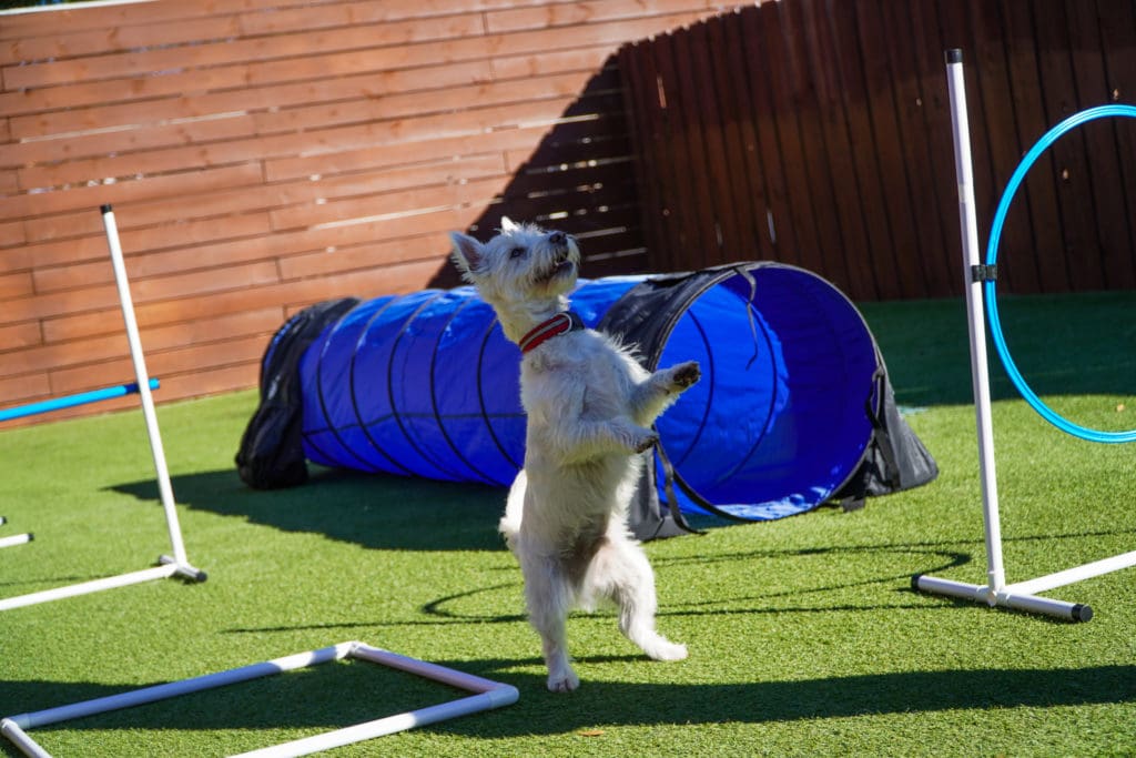 dog on its heels at dog daycare