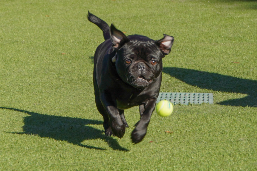 tiny black dog chasing ball