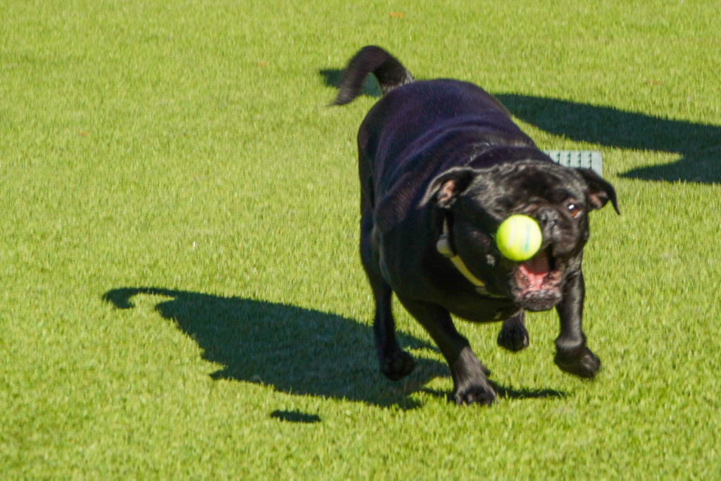 dog chasing tennis ball