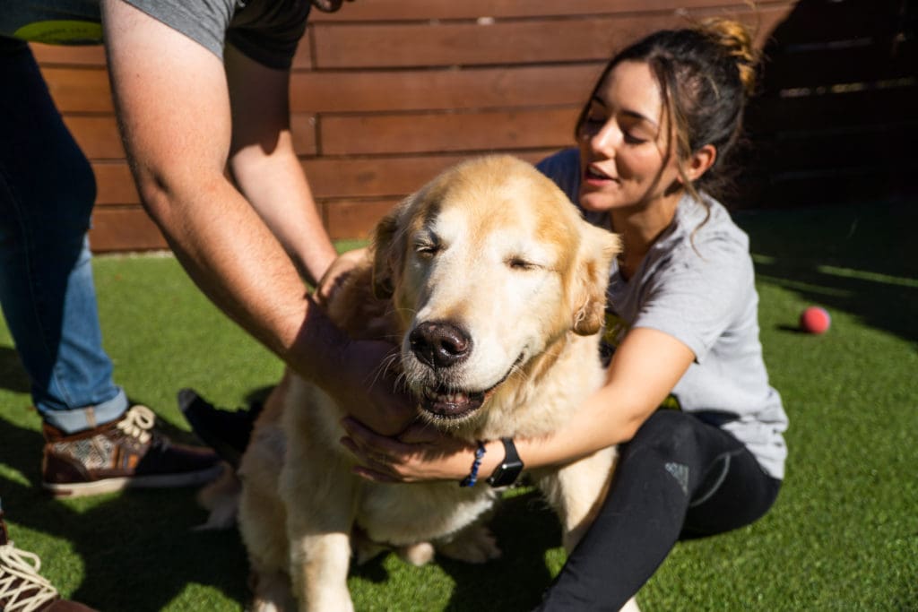 Dog Getting Groomed