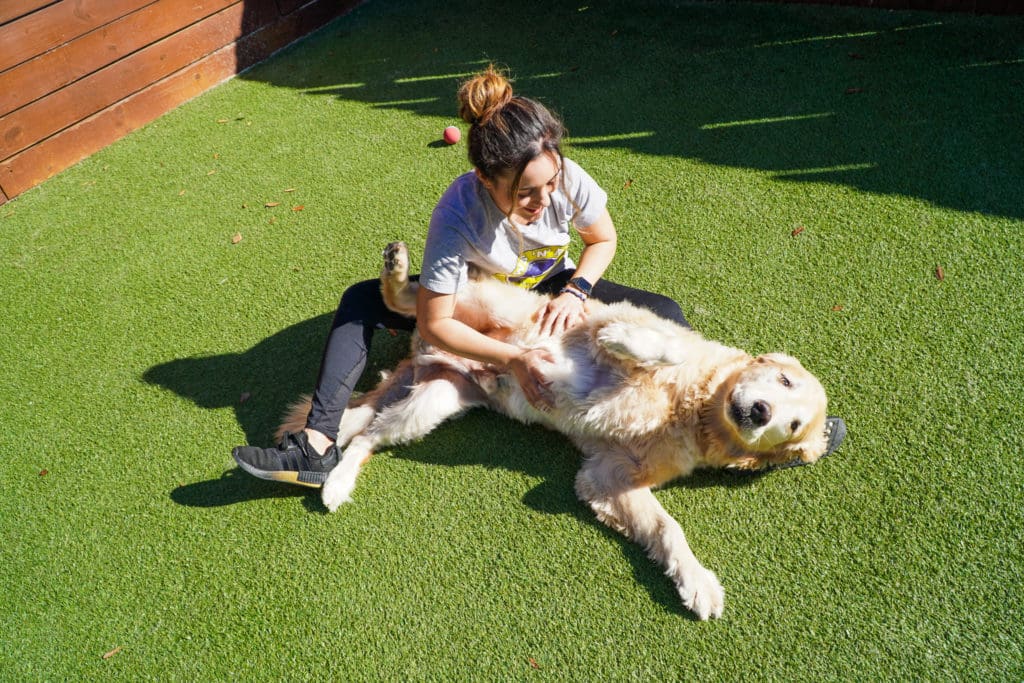 dog getting belly rub at dog boarding