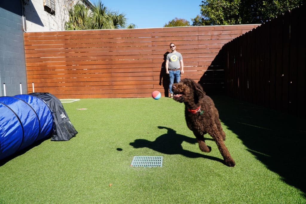 dog having fun at dog boarding