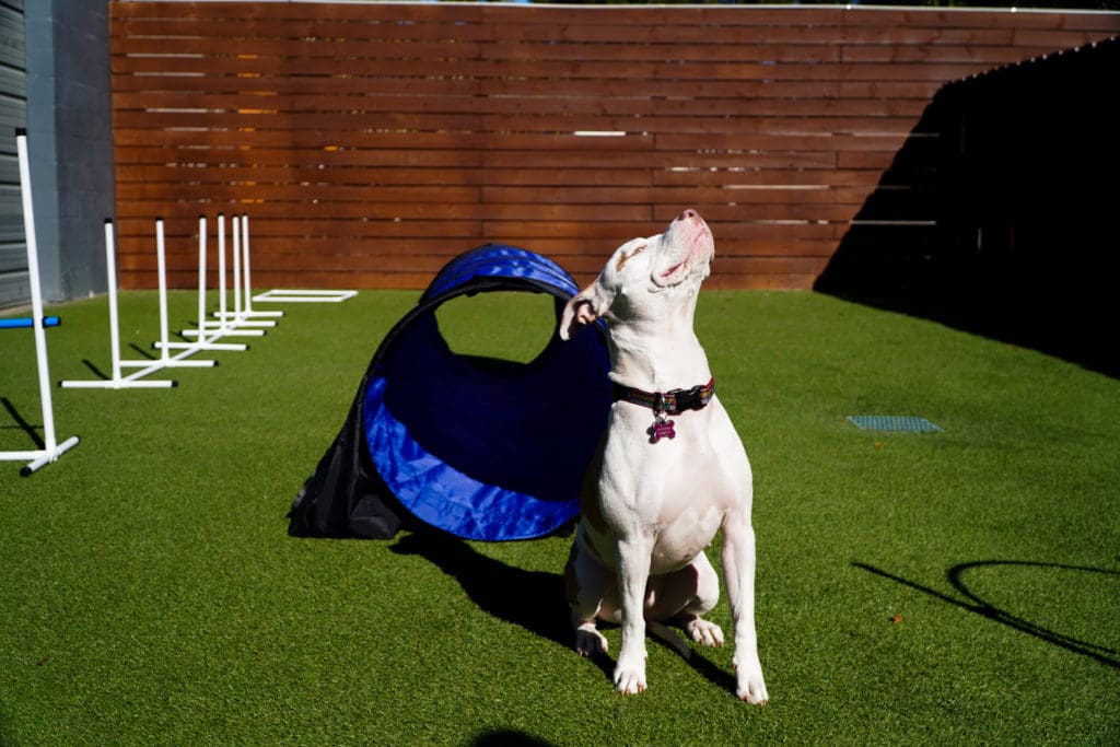 dog enjoying sun at doggy daycare