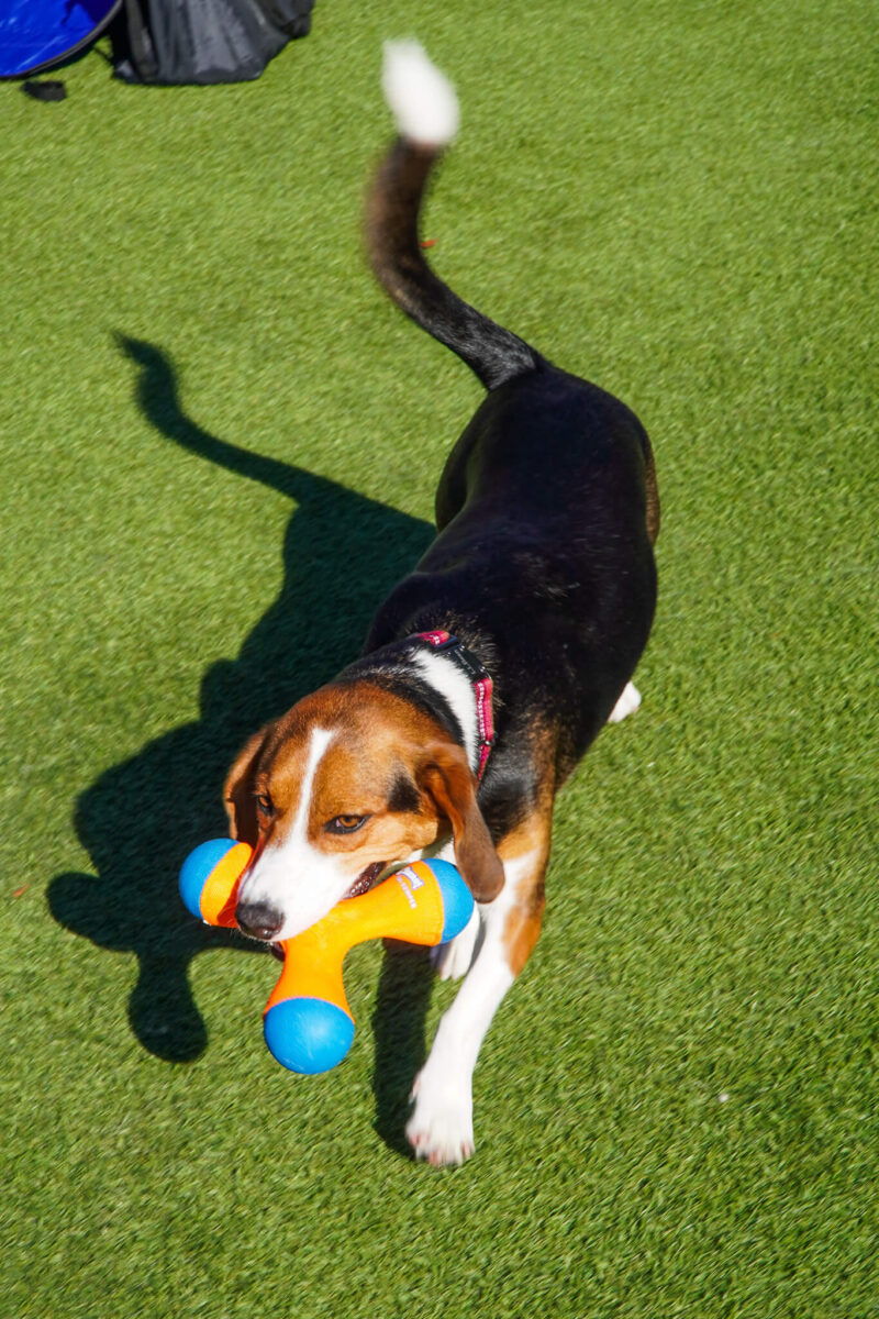 grooming at dog daycare tampa fl