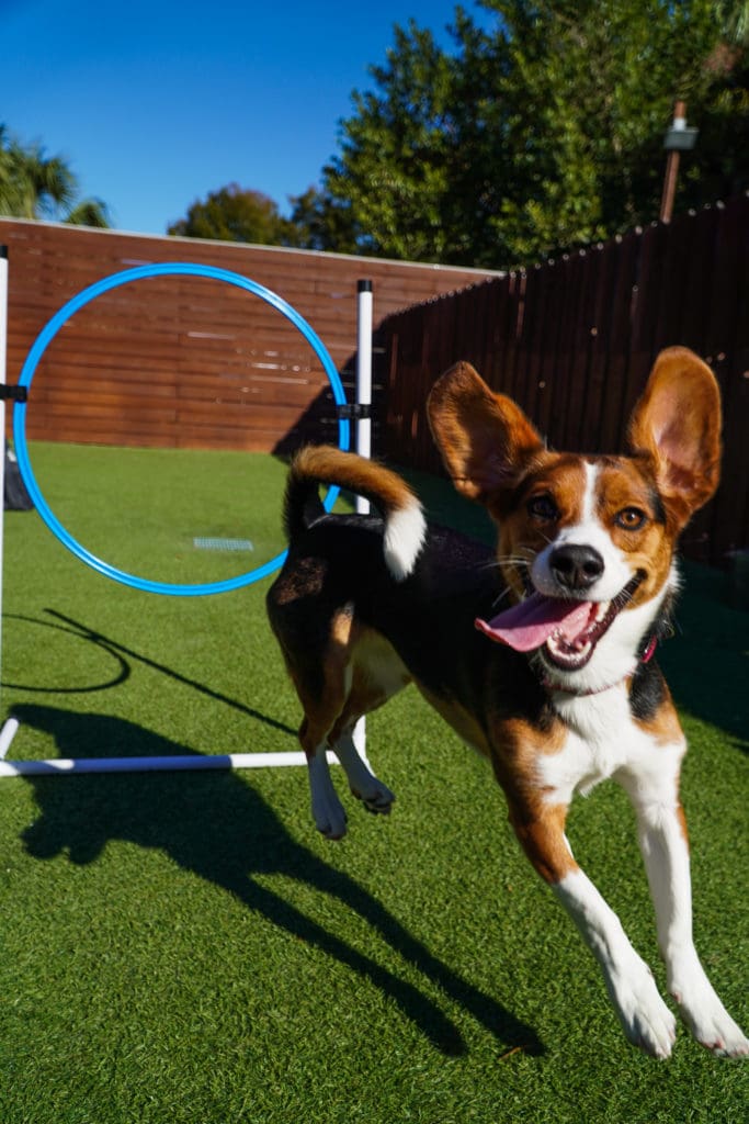 dog enjoying dog training at one of Paws 'n' Rec's dog boarding facilities in Florida