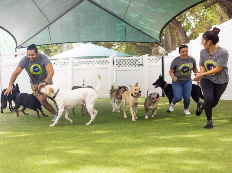 is dog daycare right for my dog?