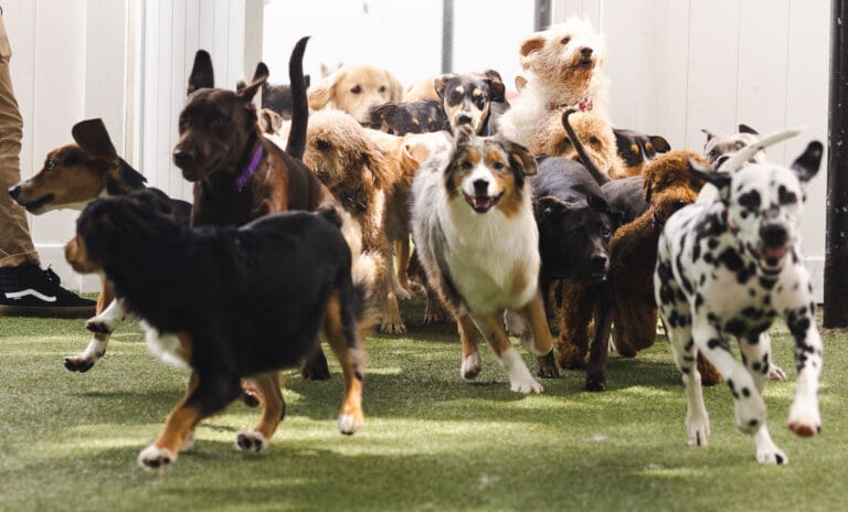 Paws N Rec Dog Daycare
