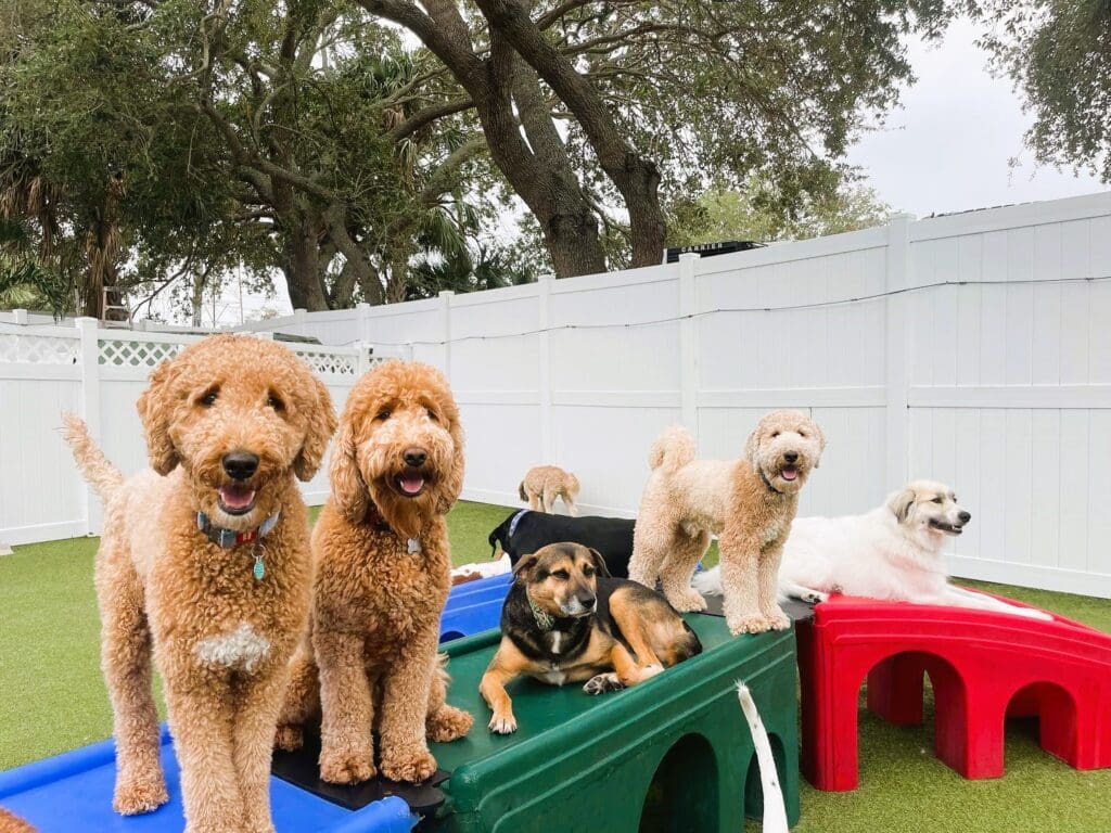 Paws n Rec pet resort