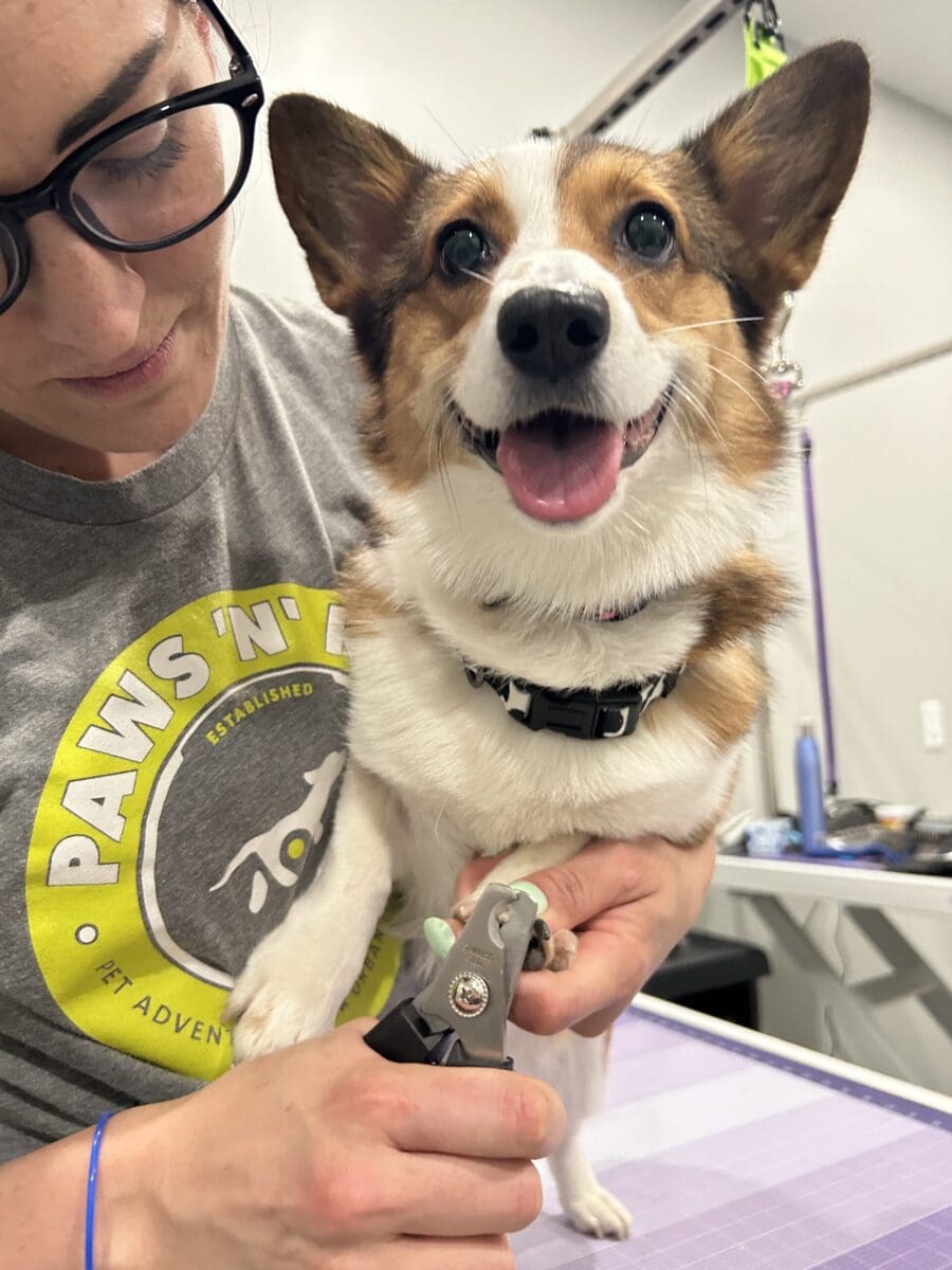 dog nail trim treatment