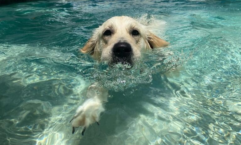 Dog swimming in water