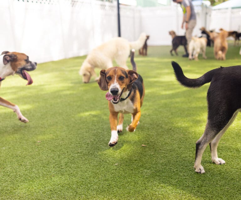 Dogs playing in a doggy daycare
