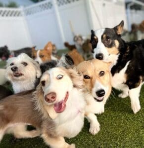 Group of happy dogs