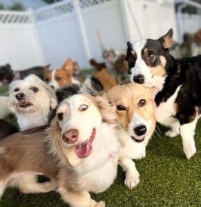 Group of happy dogs