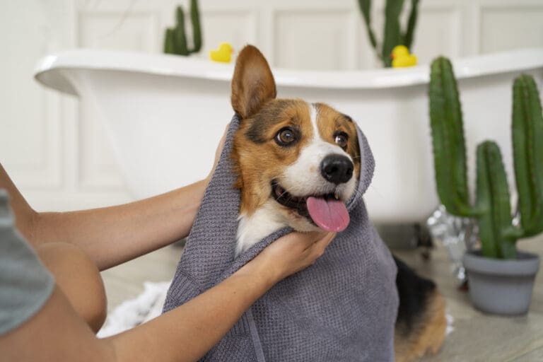 Washing Pet - Dog Grooming