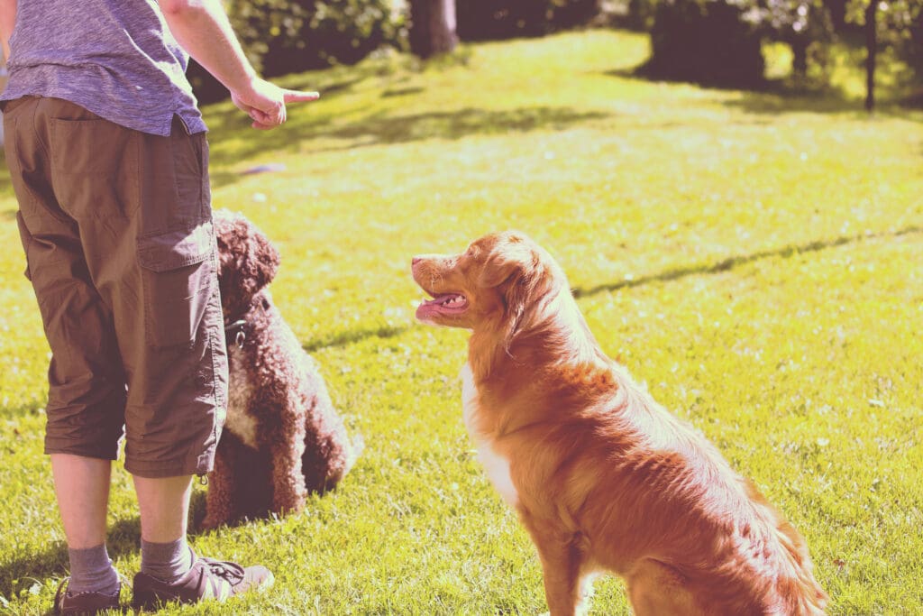 Dogs training to stop dog barking at Paws 'n' Rec