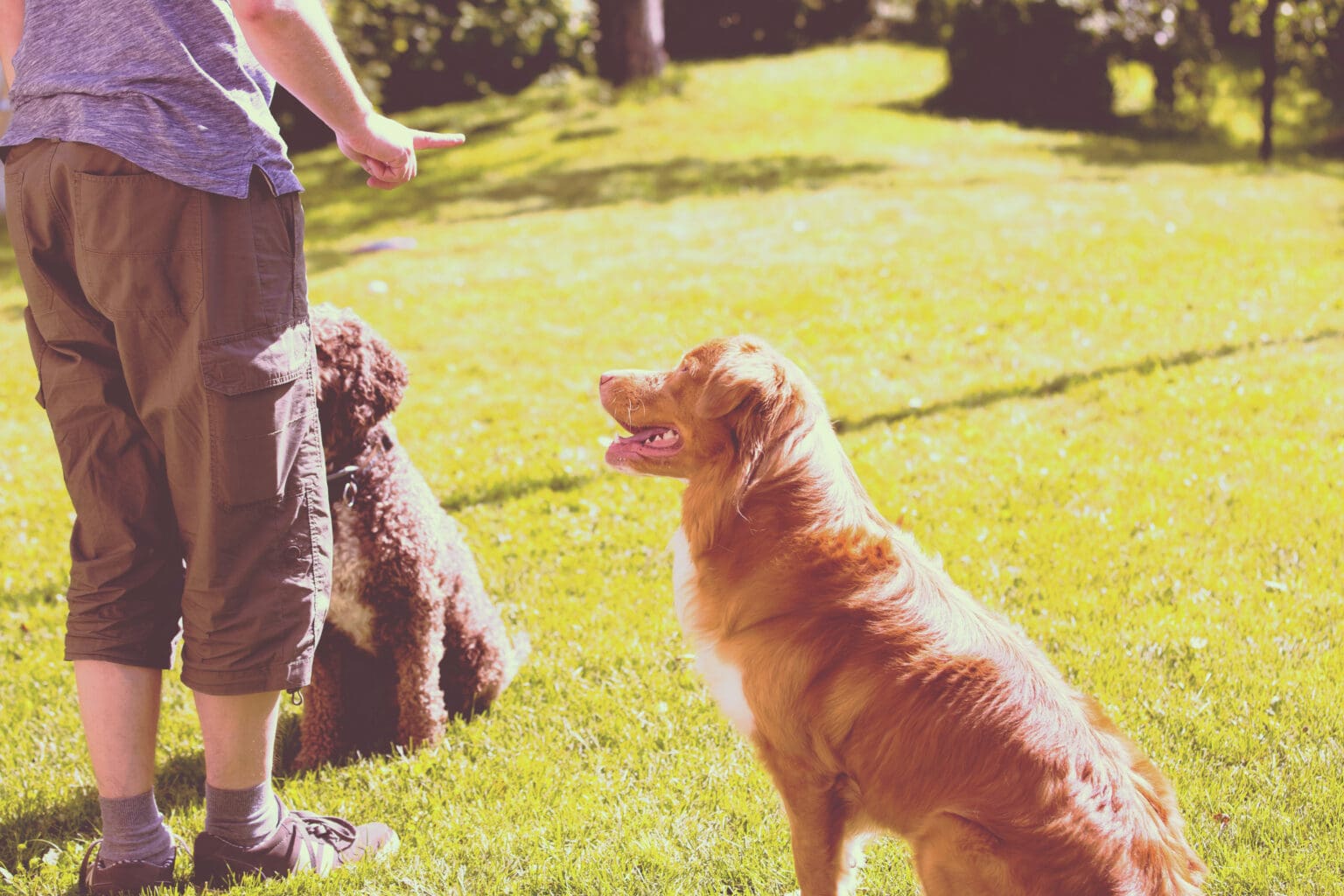 How to Stop Dog Barking, Training Tips That Actually Work
