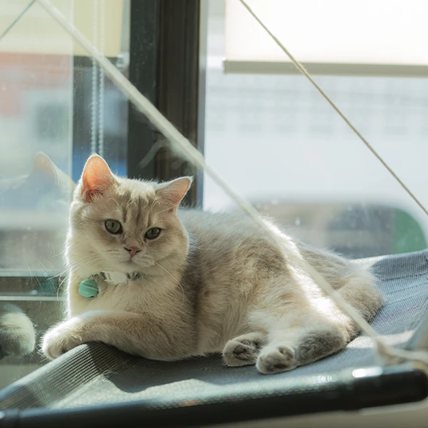 Cat boarding in Bentonville, Arkansas.