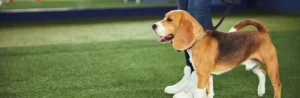 beagle getting trained outdoors