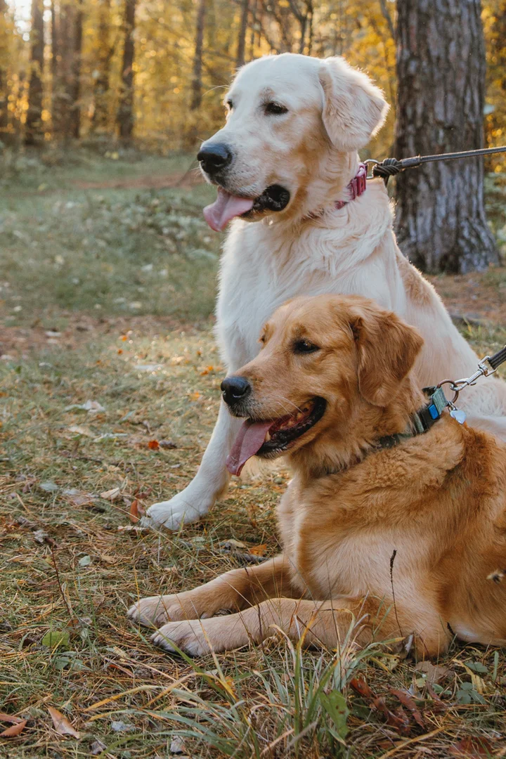 2 dogs looking on sitting under a tree
