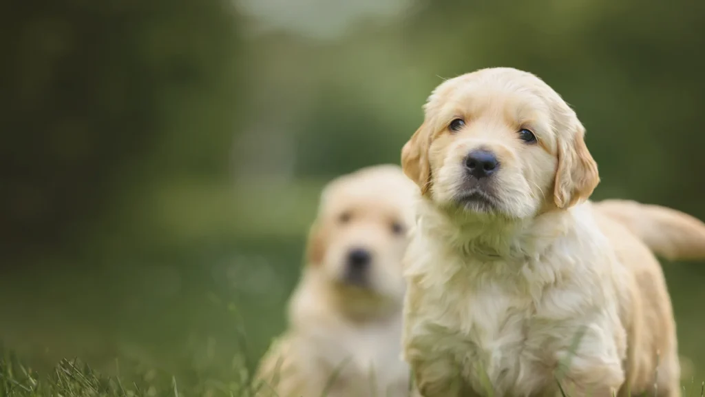 golden retriever puppies