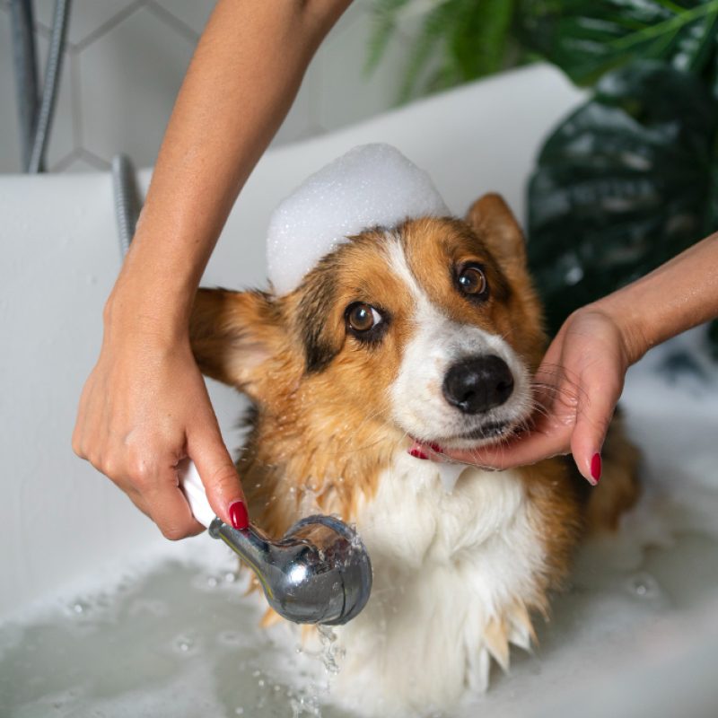 Dog groomer in Tampa bathing a dog at Paws n’ Rec