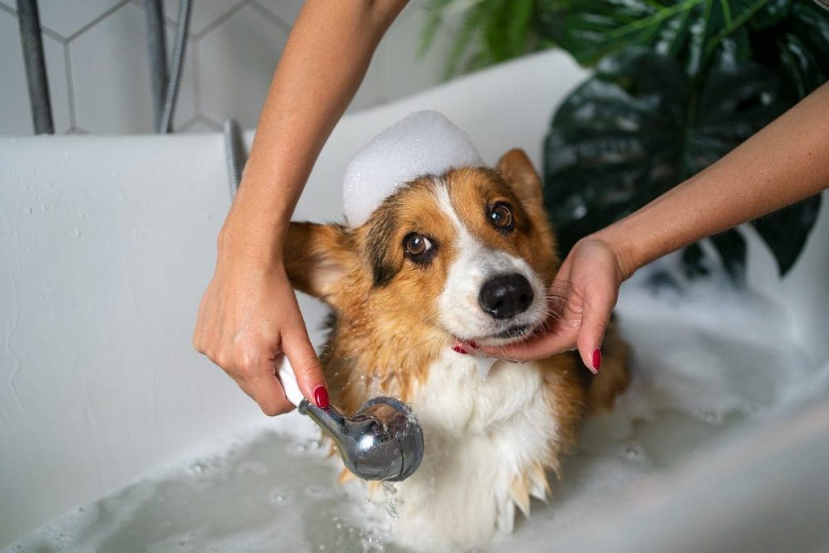 Dog groomer in Tampa bathing a dog at Paws n’ Rec