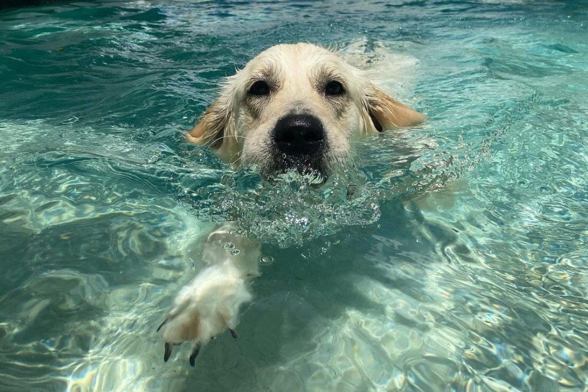 Dog swimming in water