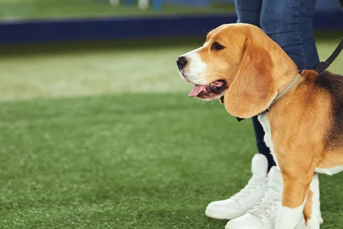 beagle getting trained outdoors