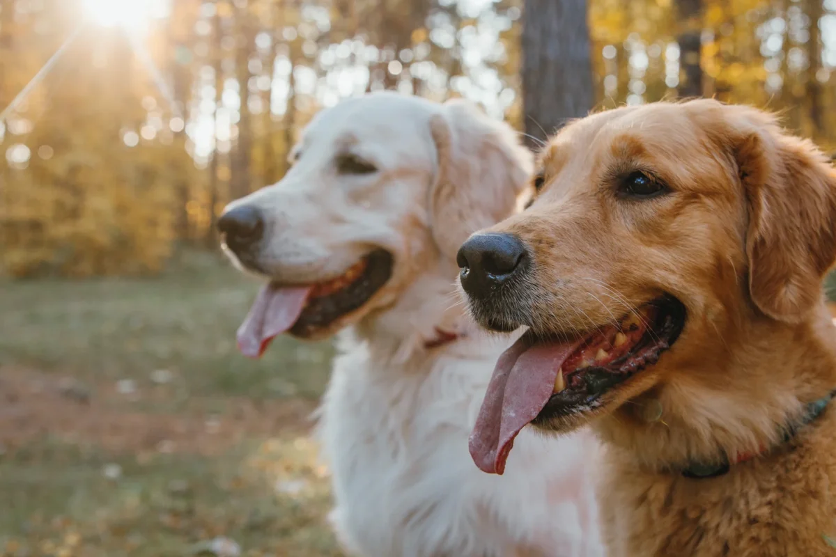 Golden-Retreivers-on-Leash-Desktop