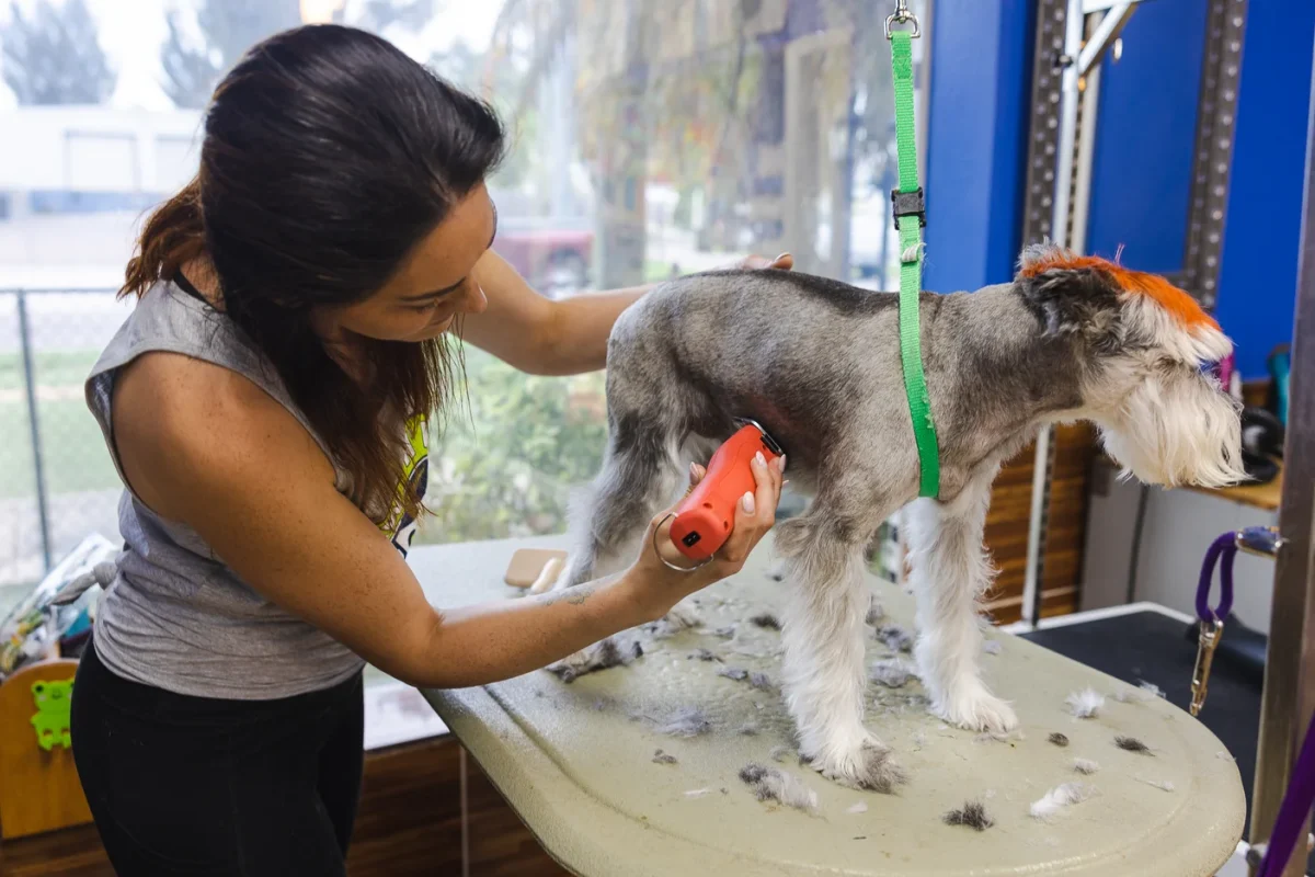 dog getting groomed